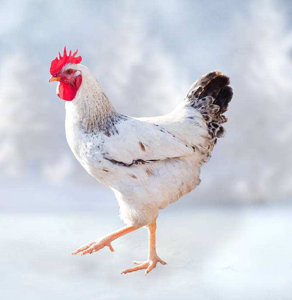 肉鸡场解决计划