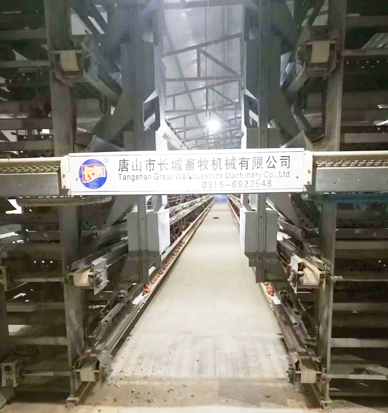 若是您想用自动化装备养蛋鸡，，，，，，，，哪些蛋鸡装备是必不可少的？？？？？