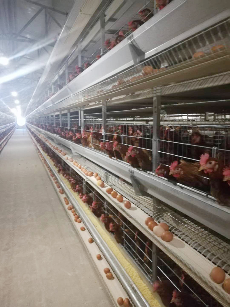 你知道蛋鸡装备的装置要领有哪些吗？？？？？