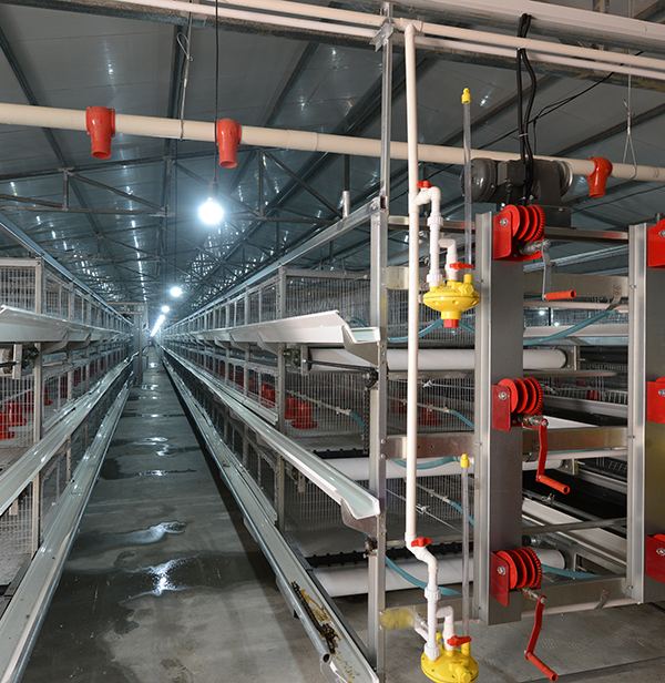 使用肉鸡装备时怎样对肉鸡笼子举行消毒？？？？？？？